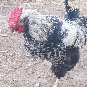 Парода Хораз