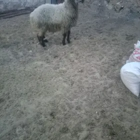 Semiz tokly 4 ay imde dur