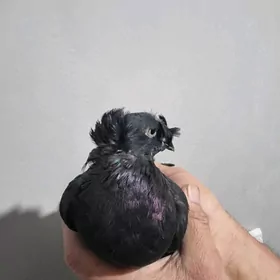 чёрный галубка