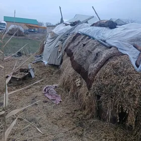 йорунжа оты