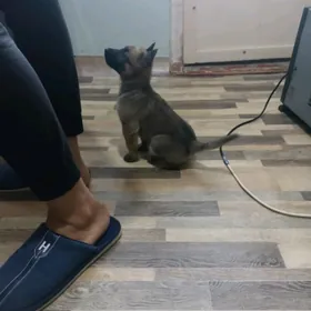 belgiýskaýa owçarka malinua