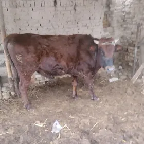 Okuz we goleli sygyr