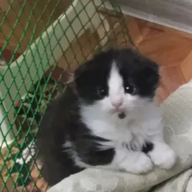 Вислоухие котята