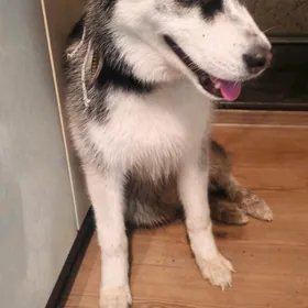 хаски щенок