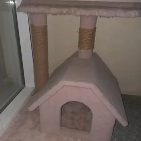 Pişigiň  domigi  öýjagazy