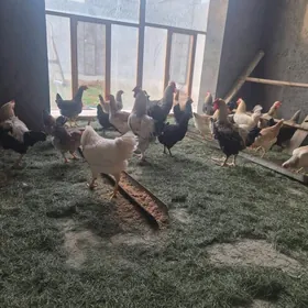 продажа инкубационных яйц. ь