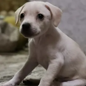 Отдам щенят