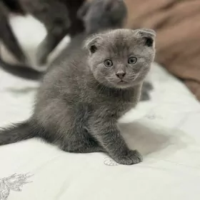 Шотландский кот