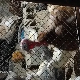 indyk bir horaz bir makis