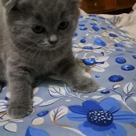 котёнок вислоухий шотландскй