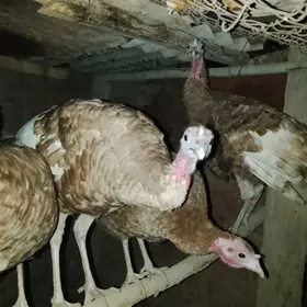 induk Tashkent horaz karlik