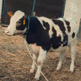 Сментал унажин