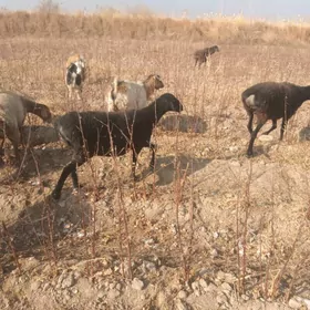 semiz  goyunlar  geciler