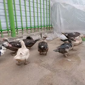 indauindautga ördek