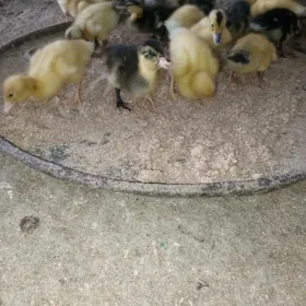 ördek jüje gak gak