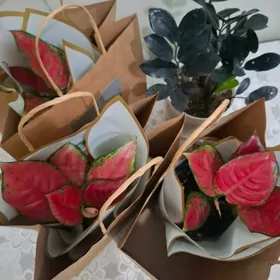 gul комнатные растения