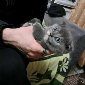 шотландские котята