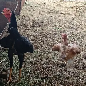 байес товук