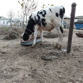 OKÜZ ARASSA GALIŞTEY