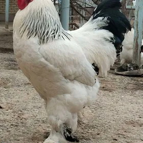 brama horozlar abmenam bolya