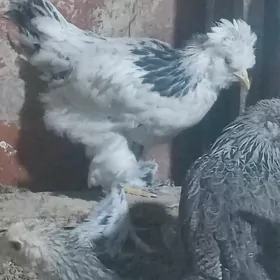 juyje towyk brama balgar