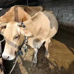 maldarcylyk howlyda isgàr gere