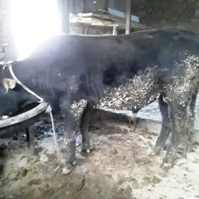 bakylan 4 sani ökuz