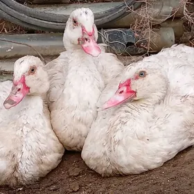 Indutga Ördek gus induk towuk