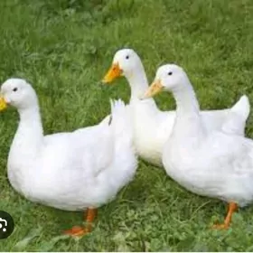 ördek Indutga gus induk