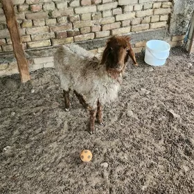 goýun goyun berre tokly