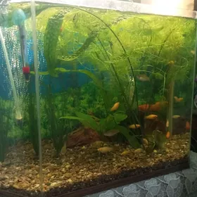 Аквариум