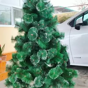 yolka taze ёлка ýolka