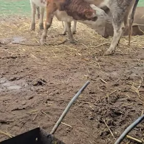 Arassa simental goleli sygyr