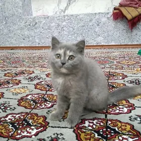 Britan wislouha çaga pişik