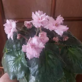 фиалка fialka gul