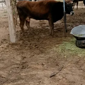 Sagylýan Bogoz Sygyr