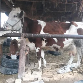 GYZY ALA SUYTLI SYGYR