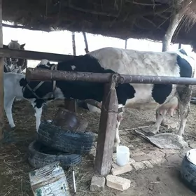 GARA ALA SUYTLI SYGYR