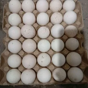 Индюк юмуртга