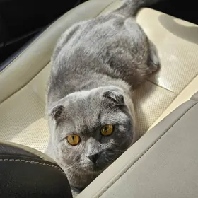 Pishik Shatlanskaya Wislouhaya