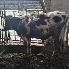 Окуз ве унажын