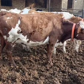 Swet gatys smintal inek