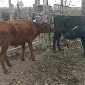 sygyr gysyr sagylýan