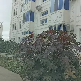 Satlyk Anew Panelka 4/1.2 kom