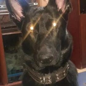 Бельгийская овчарка