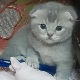 Шотландские шиншиллы