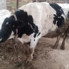 Bakyly ekiz ökuzler we sygyr