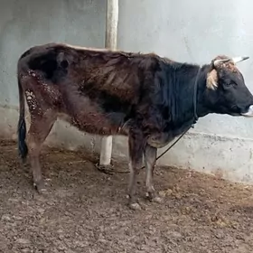 1 guzlan gysyr Sygyr