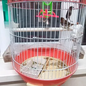 Popugay японские аммадьины