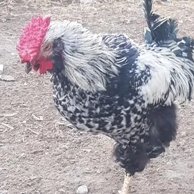 Парода хораз